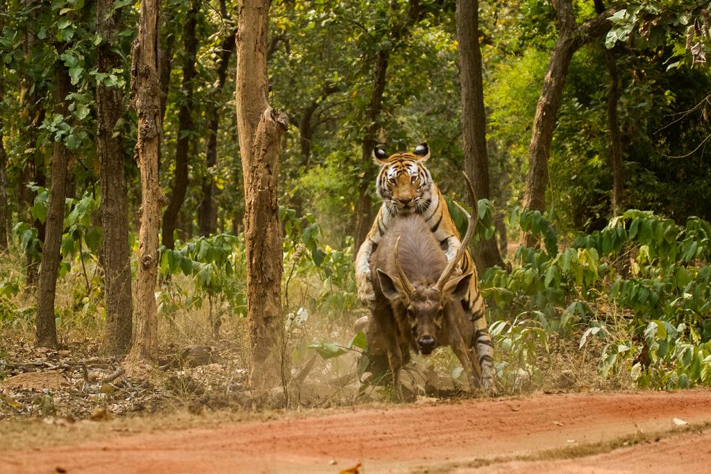 Safari Booking