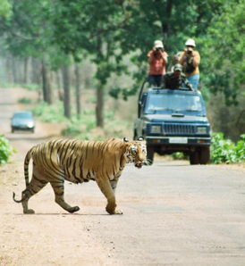 Safari Booking