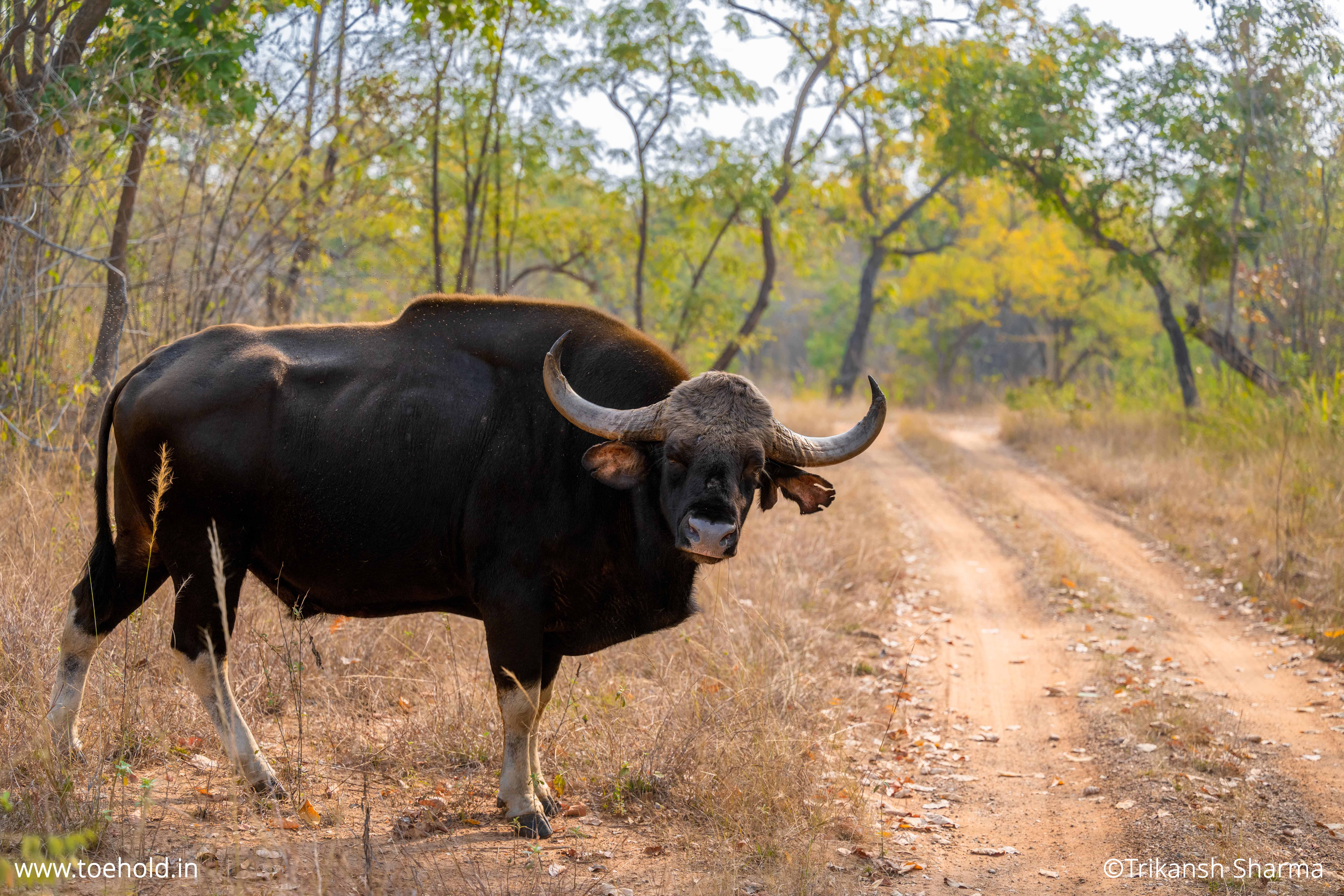 Wildlife in Bhandhavgarh